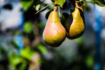 Pear tree with green pears. Pear tree in a garden. Summer fruits garden. Green pears on the tree. Green pears in the garden on a sunny day. Branch of pear tree with pears and leaves.