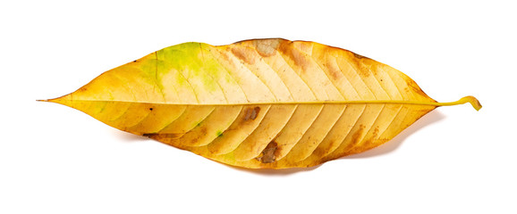 a faded leaf on a white background