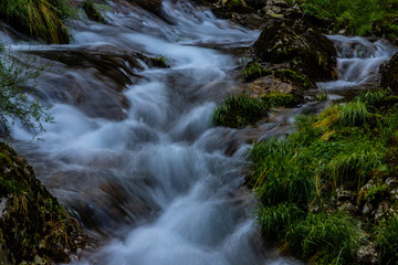 Fototapeta premium green forest with flowing water