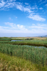 Fototapeta premium Ponds in Puzol Valencia