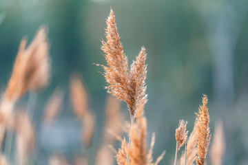 dry grass in the wind
