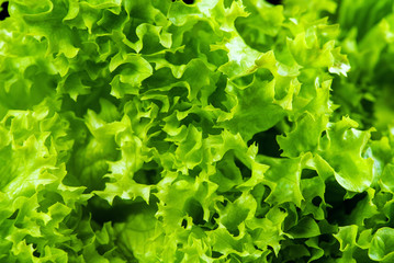 Fresh green salad isolated on black background