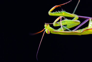 Praying mantis (Mantis religiosa) on black background
