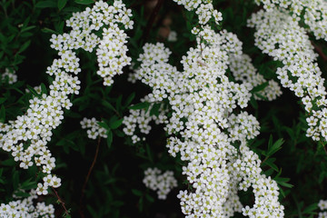 small white flowers. spring bloom. moody floral