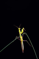 Praying mantis (Mantis religiosa) on black background