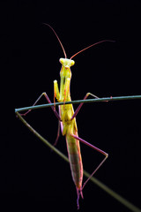 Praying mantis (Mantis religiosa) on black background