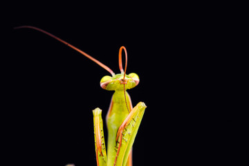Praying mantis (Mantis religiosa) on black background