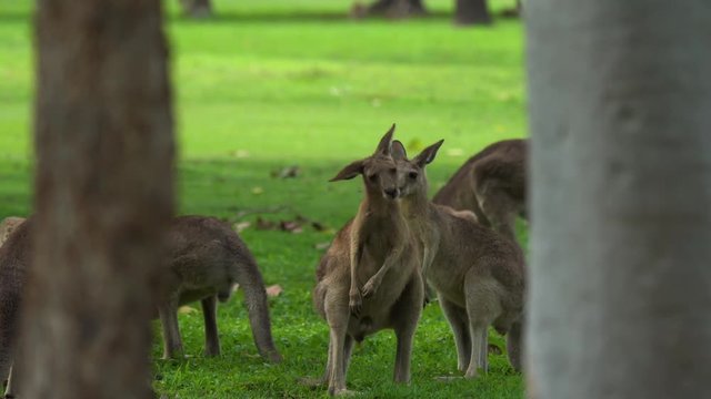 A group of young Kangaroos play in a field in Australia