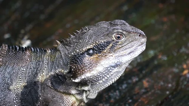 Australian Water dragon eating in slow motion