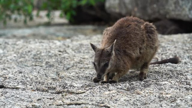 A Rock Wallaby eating in Queensland, Australia
