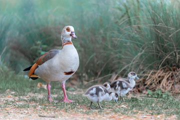 wild gosling on the grass
