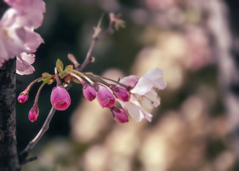 Small pink buds on a branch