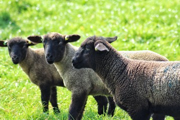 Three Lambs