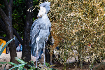 Shoebill standing on a tree