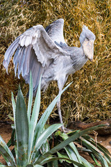Shoebill standing on a tree