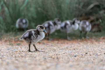 wild gosling on the grass