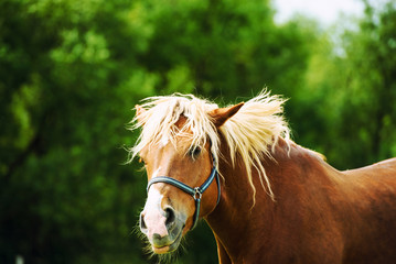 horse in the field