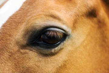 Close up eye of the horse