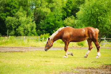 Horses on a summer pasture