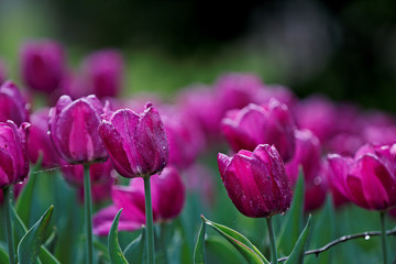 A lot of fresh purple tulips in public park in evening light 