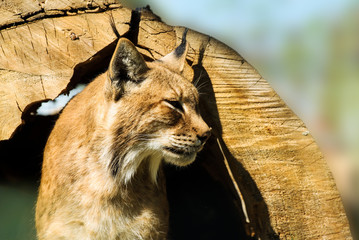 Felis lynx, Lynx lynx, Eurasian Lynx
