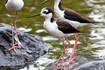 Himantopus mexicanus standing on a rock near the water