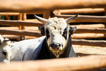 bull
