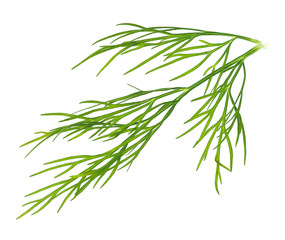 Dill leaf on an isolated white background.