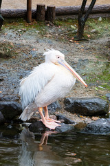 Great White Pelican sitting on a rock near the water