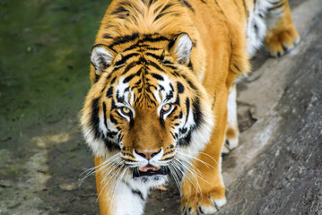 Beautiful amur tiger