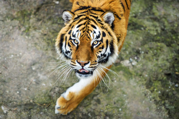 Beautiful amur tiger