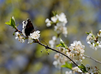 Nymphalis antiopa (Mourning Cloak or Camberwell beauty) on a beautiful  cherry branch in spring