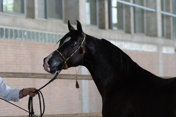 Retrato de la cabeza de un caballo árabe