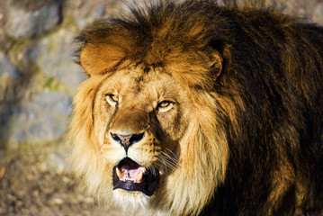 Beautiful Mighty Lion