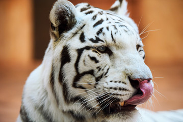 White Bengal tiger