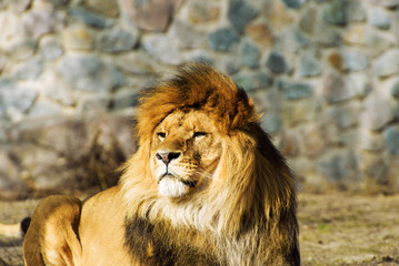 Beautiful Mighty Lion