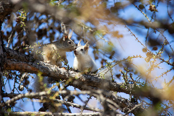 Squirrels are talking, mom teaches daughter. An interesting photograph of animals in nature