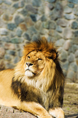 Beautiful Mighty Lion