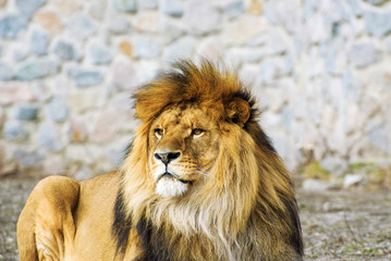 Beautiful Mighty Lion