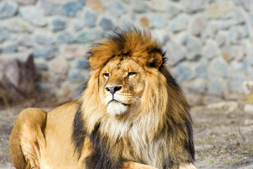 Beautiful Mighty Lion
