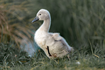 cygnus on the grass by the lake