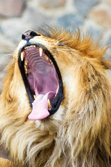 Beautiful Mighty Lion