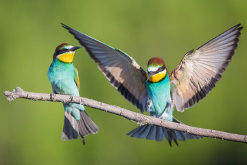 Bee-eater landing