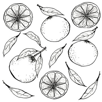 citrus mandarin pattern graphics color
