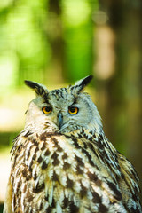 owl