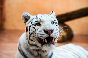 White Bengal tiger roaring