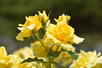 Fototapeta premium 薔薇