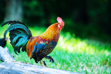 colorful rooster on green nature background