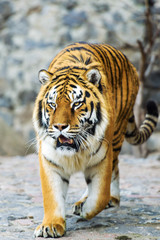 Obraz premium Beautiful Amur tiger