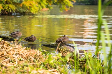 Mallard duck sunbathing on the lake shore